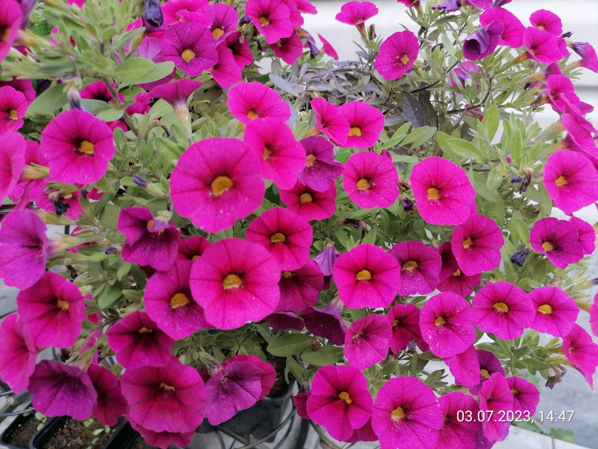 Калибрахоа Каблум Черри в июле, фото автора