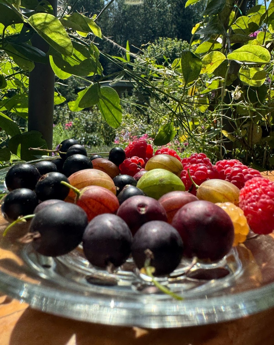 Разносортный крыжовник