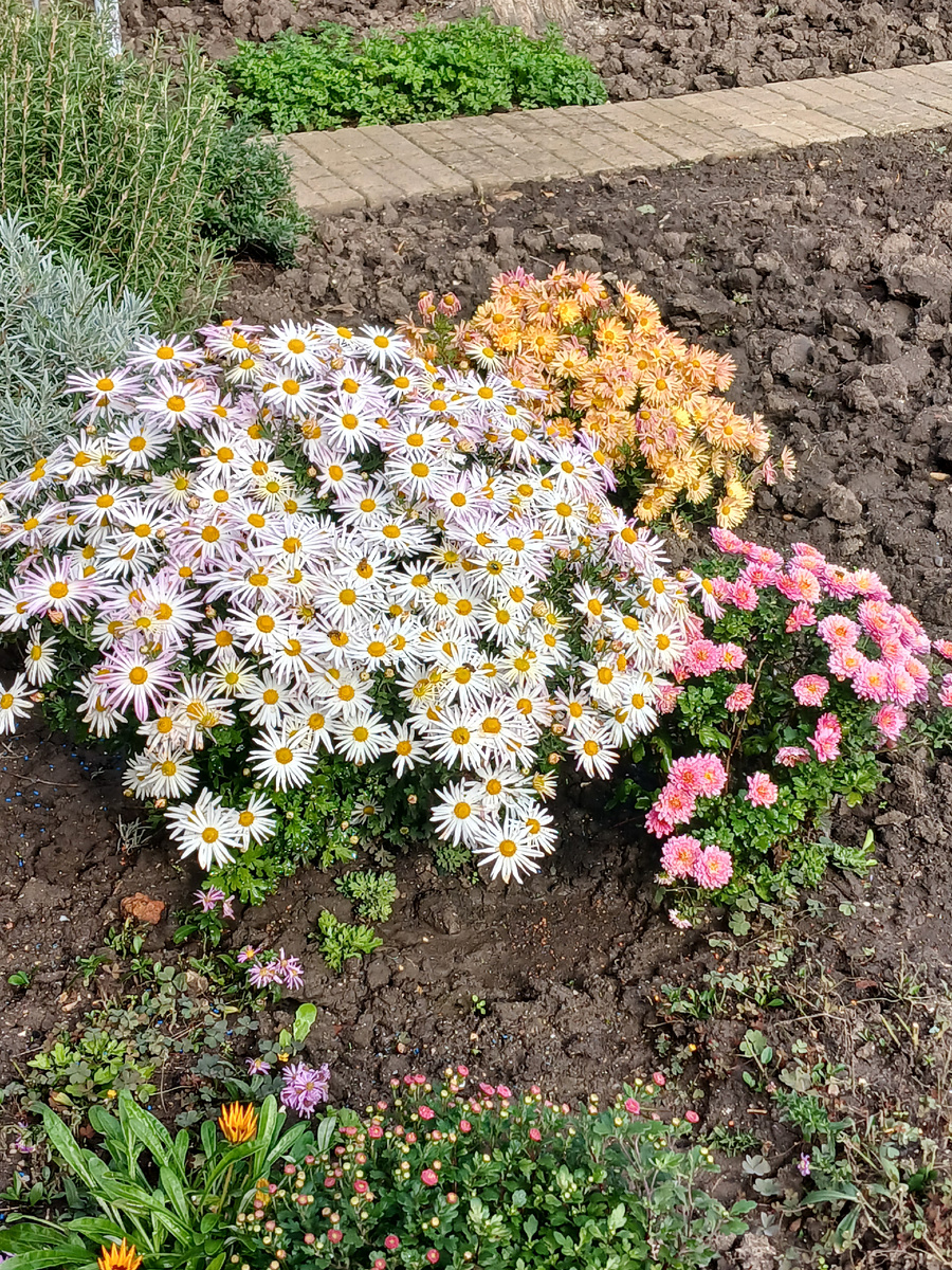 Не ромашки, а хризантемы моей клумбы.