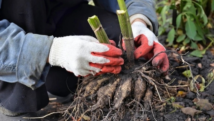 Простые способы сохранения георгинов зимой: в квартире и подвале