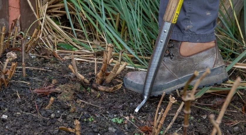 Простые способы сохранения георгинов зимой: в квартире и подвале