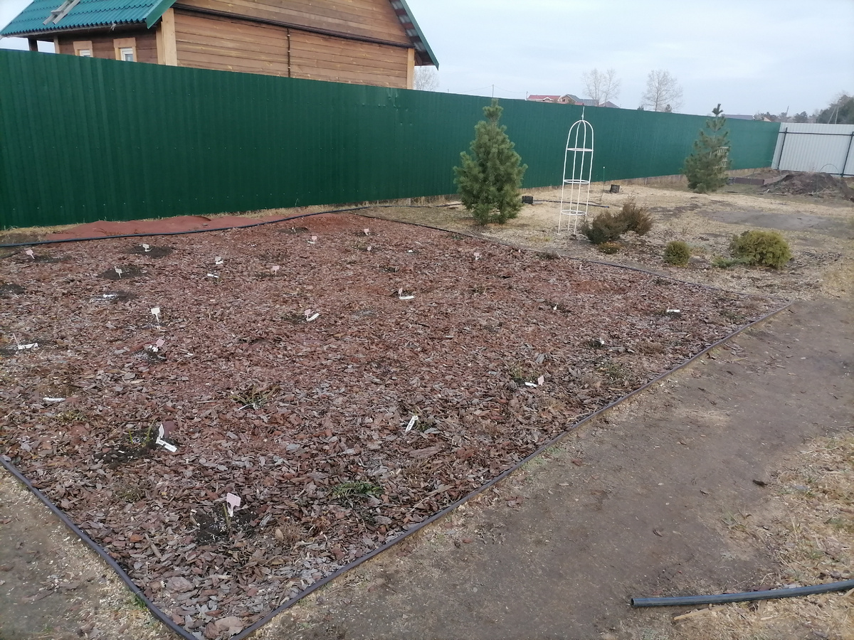 Вид на розарий в конце мая