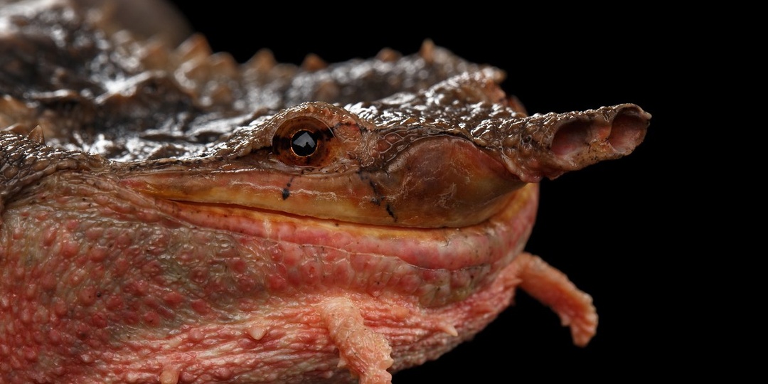 Матамата: Самая уродливая и самая странная черепаха в мире