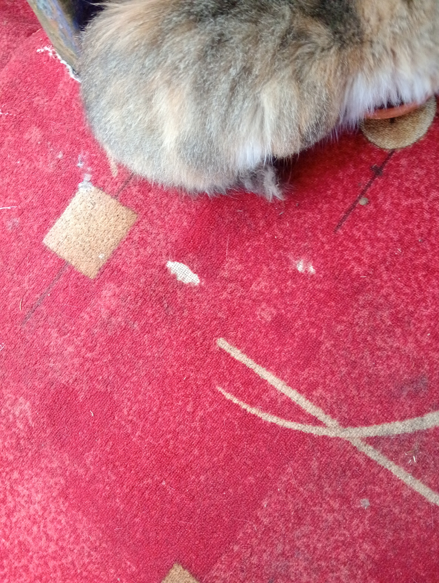 Теперь тёте Брысе лапкам не холодно!