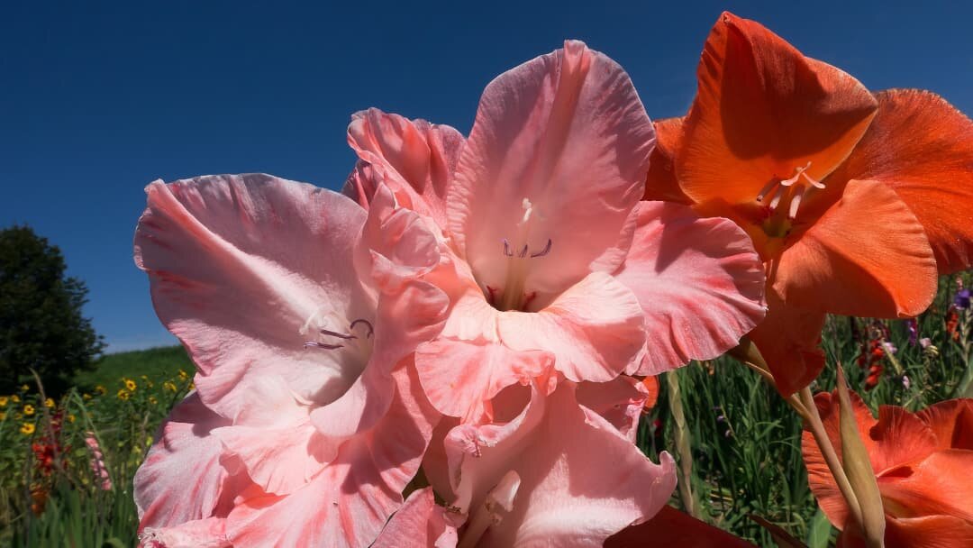 Изображение www.pixabay.com