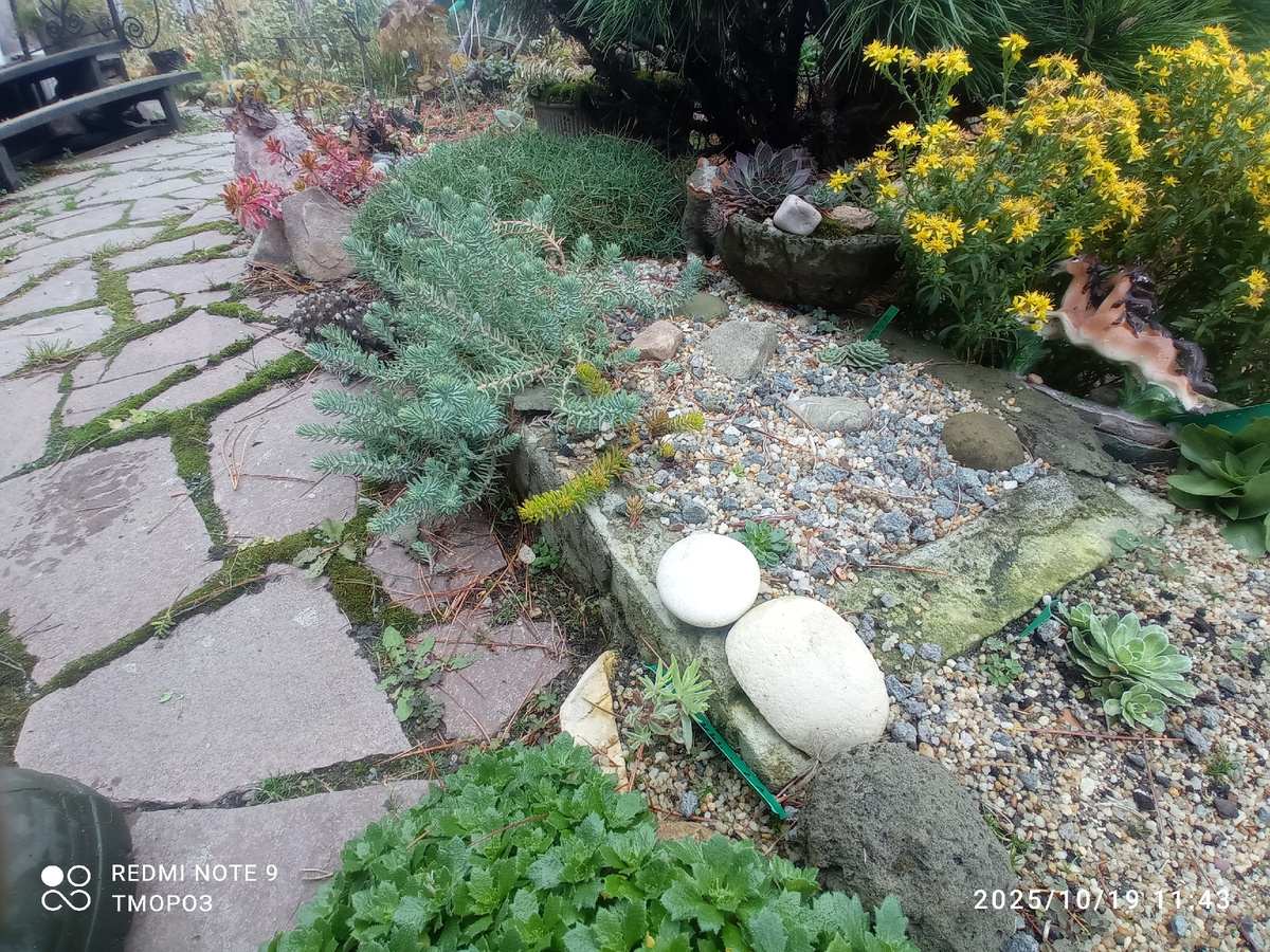 край альпинария, в одну сторону