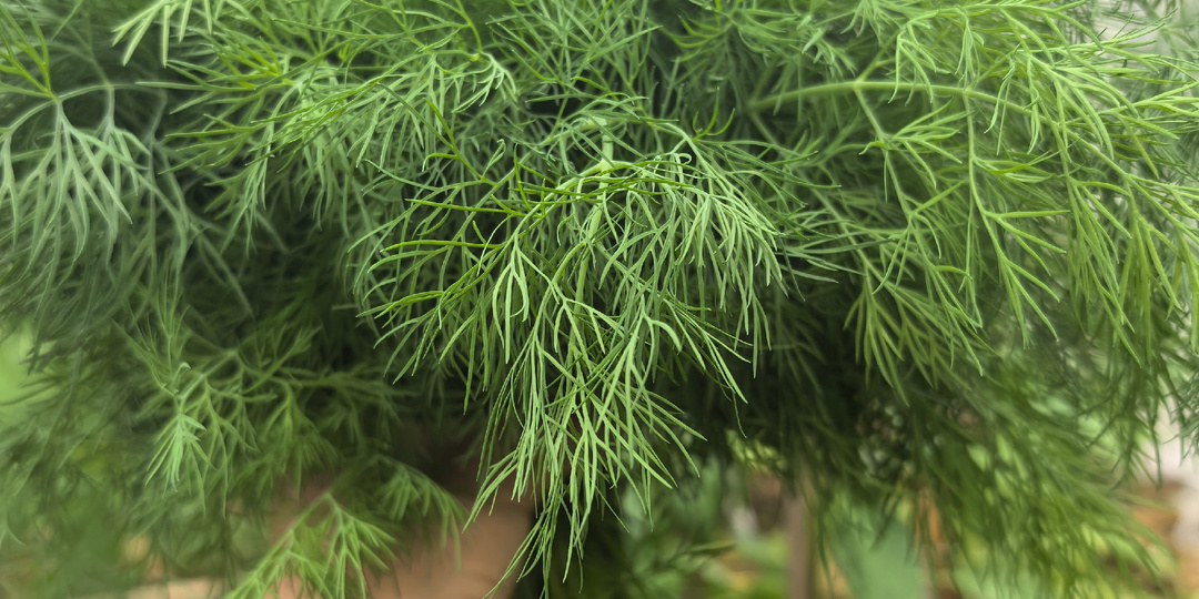 Укроп сейчас надо сеять, и урожай будет супер