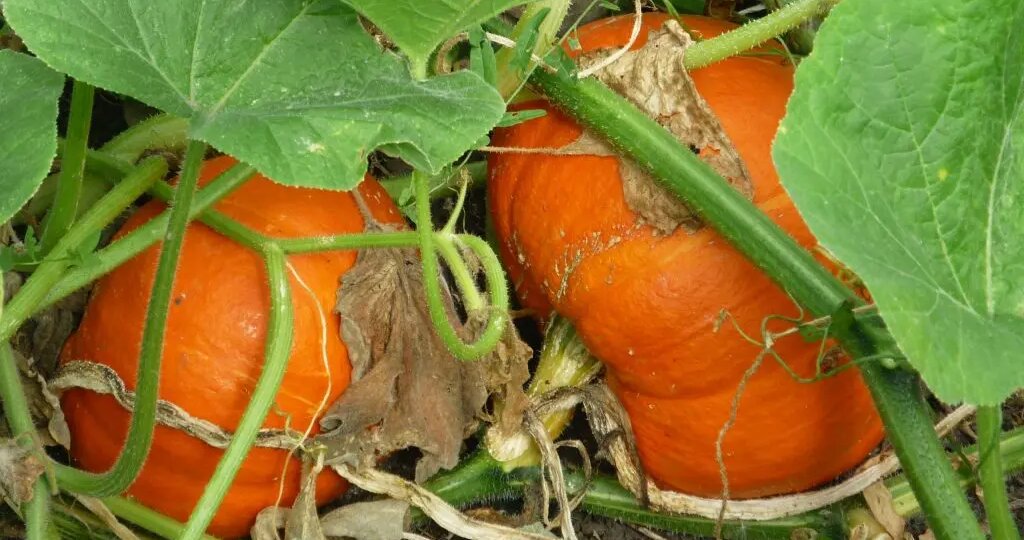 Как правильно сажать тыкву и ухаживать за ней