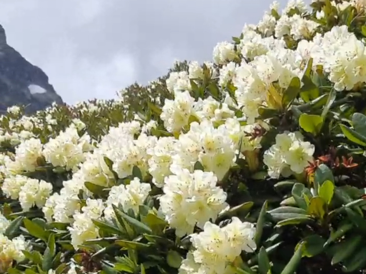Рододендрон. Фото нашего горного гида.