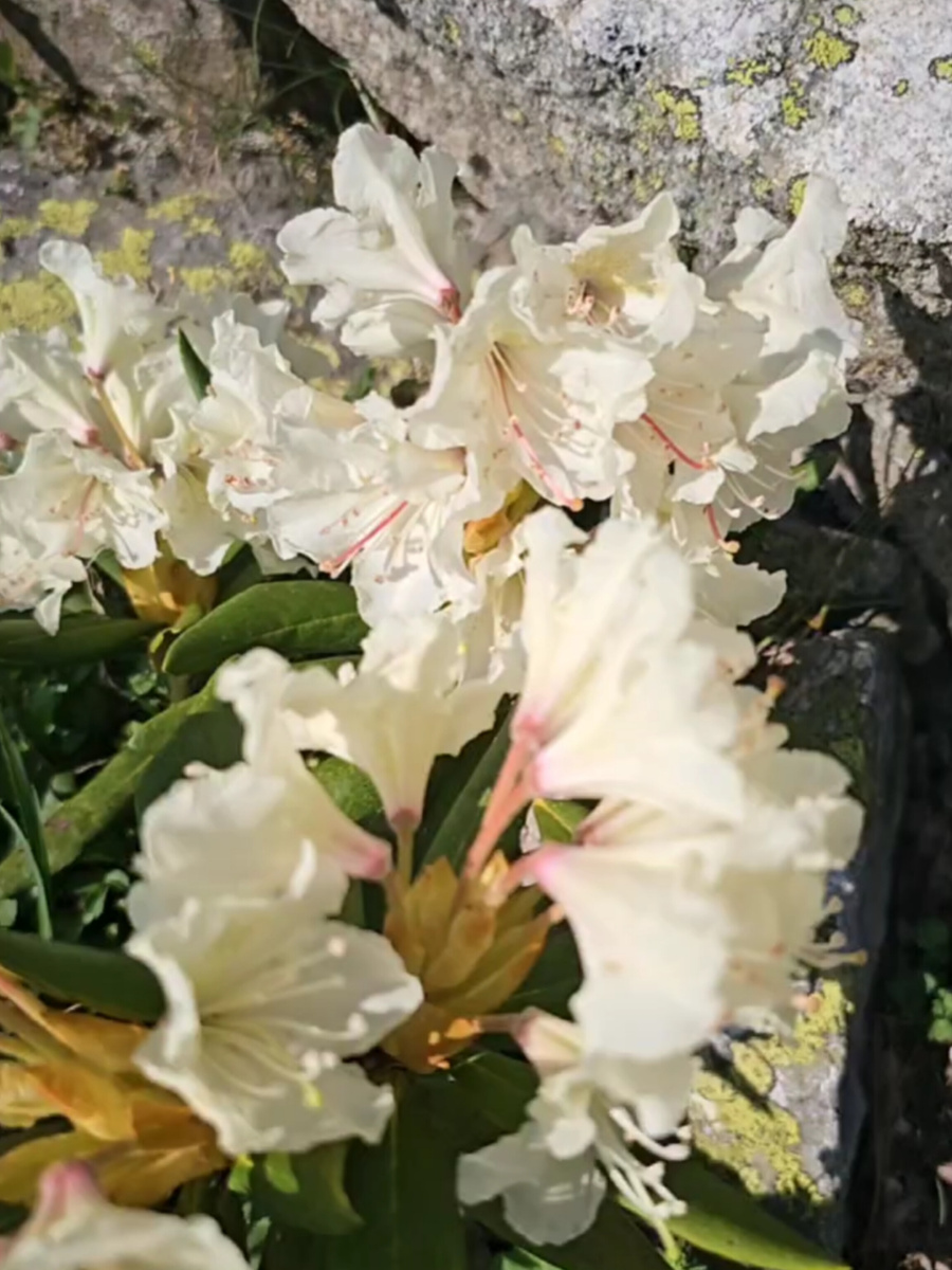 Рододендрон. Фото нашего горного гида