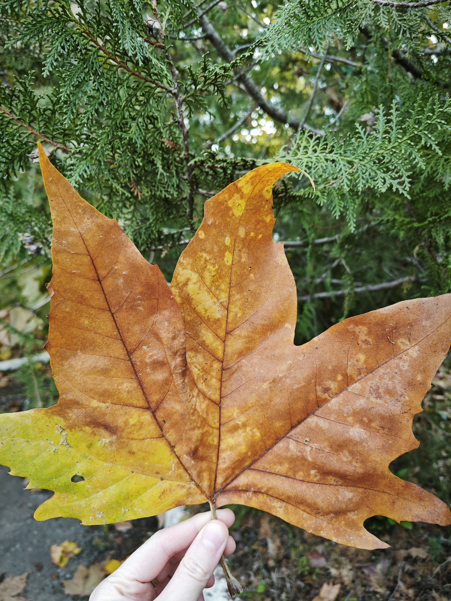 Показывала вам это фото