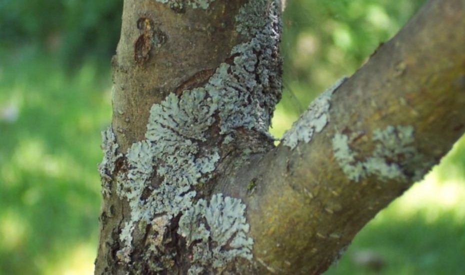 Как избавиться от серого лишайника на яблонях: простые и безопасные способы