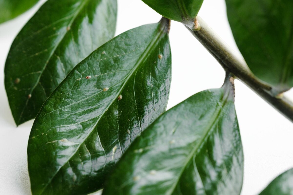 фото с сайта https://greenangel.ru/blog/vrediteli: на листьях замиокулькаса сидят щитовки