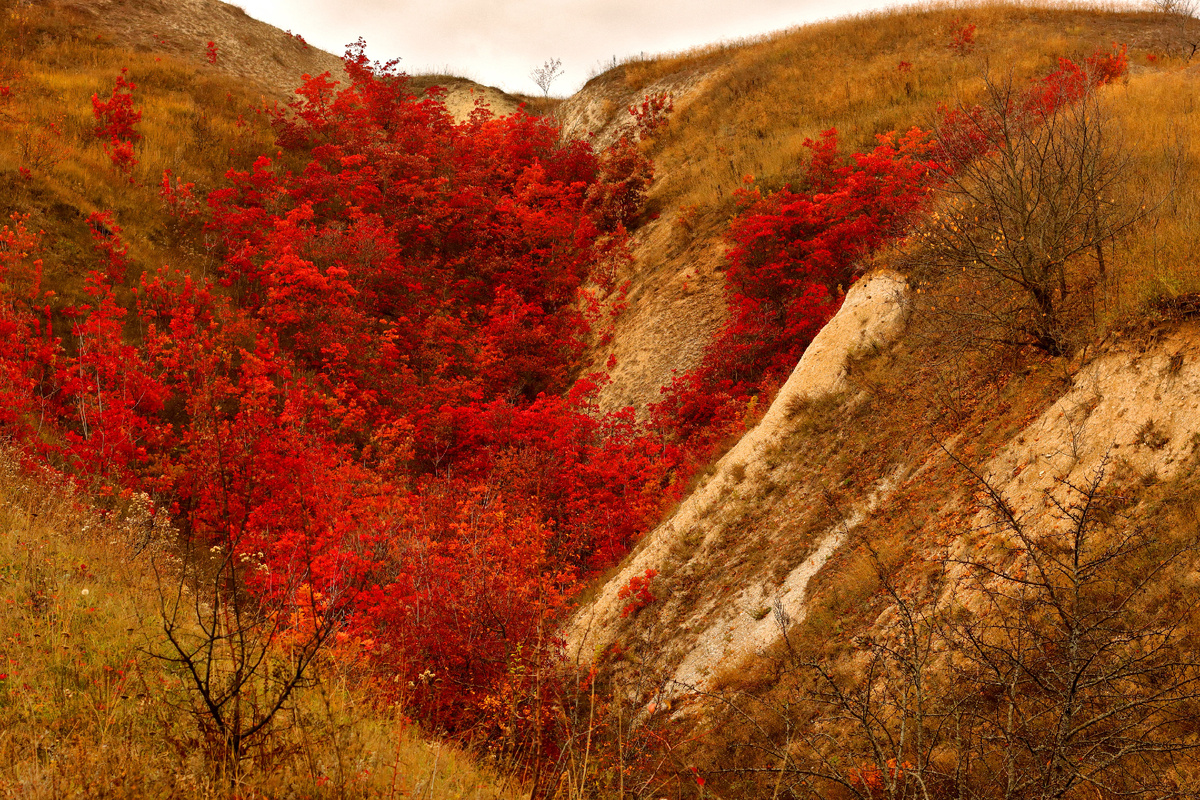 Скумпия в меловом овраге