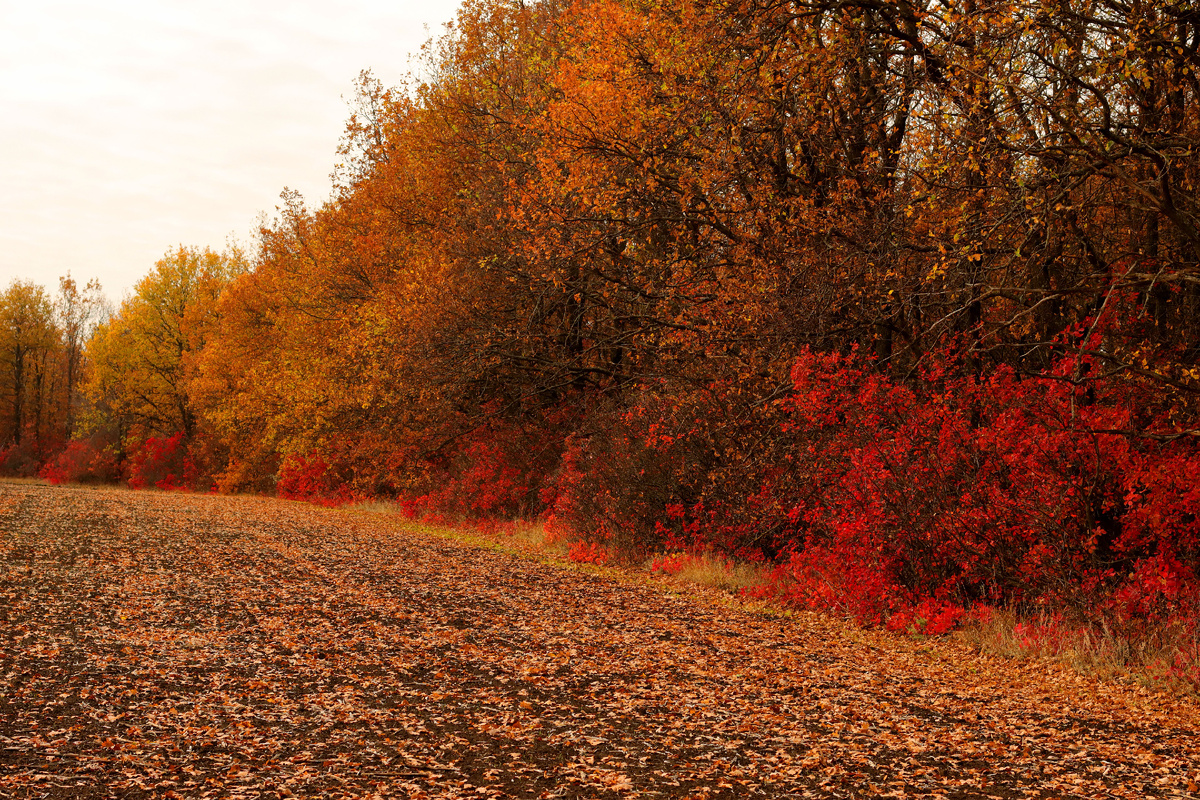 Что-то красненькое