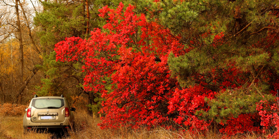 Пестроты вам в ленту
