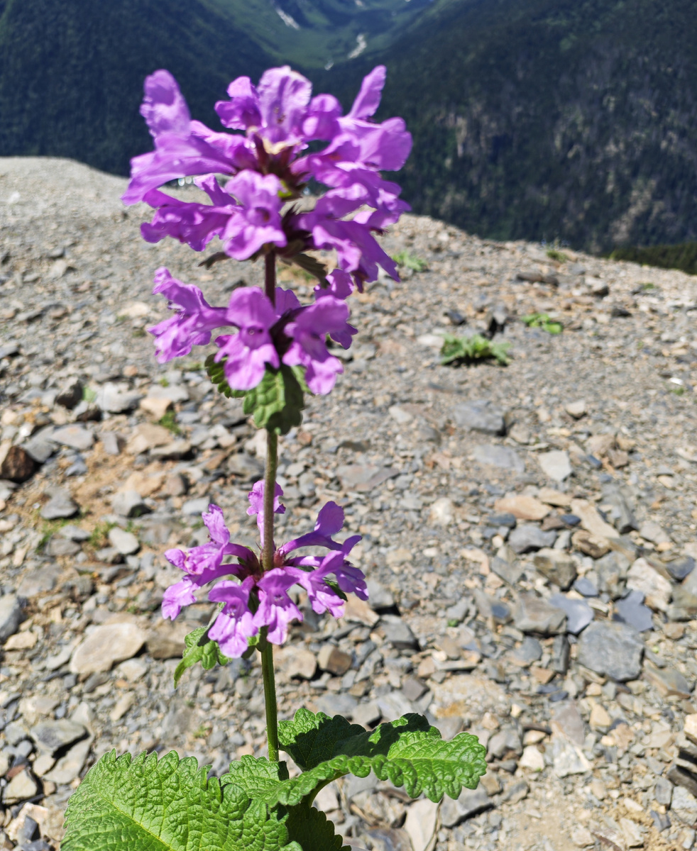Разве она не достойна того, чтобы поселиться в саду? 