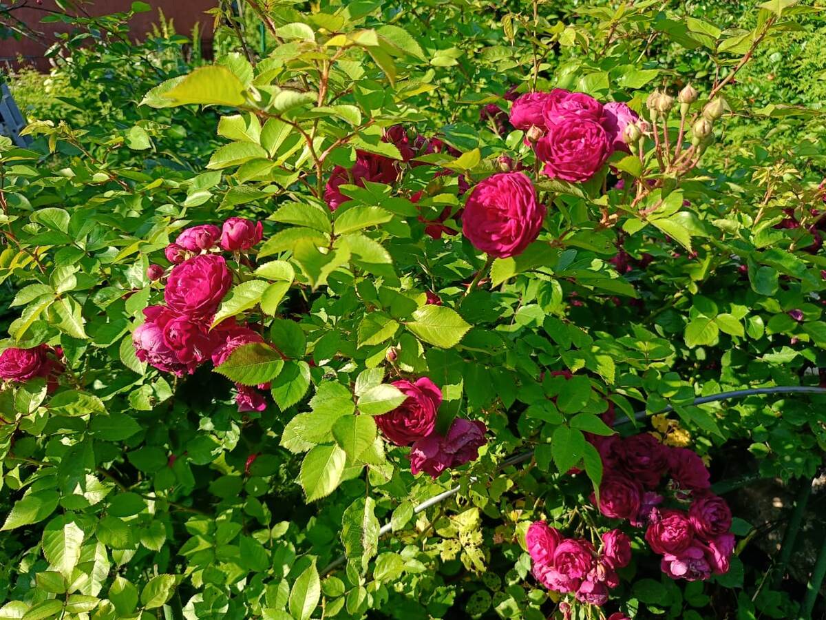 Аромат роз расслабляет и настраивают на позитивныйлад. Фото автора