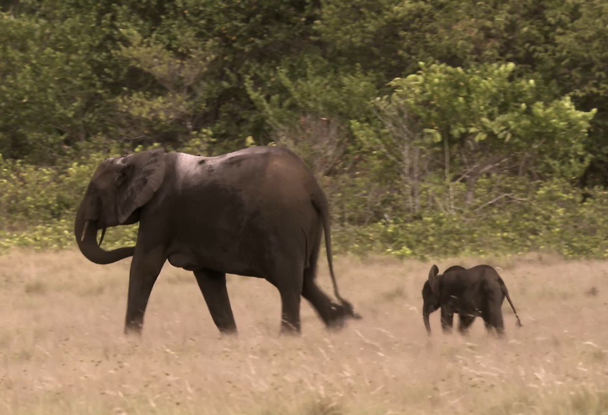 Лесные слоны — хранители равновесия