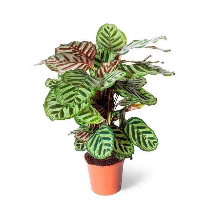 Пример взрослого растения