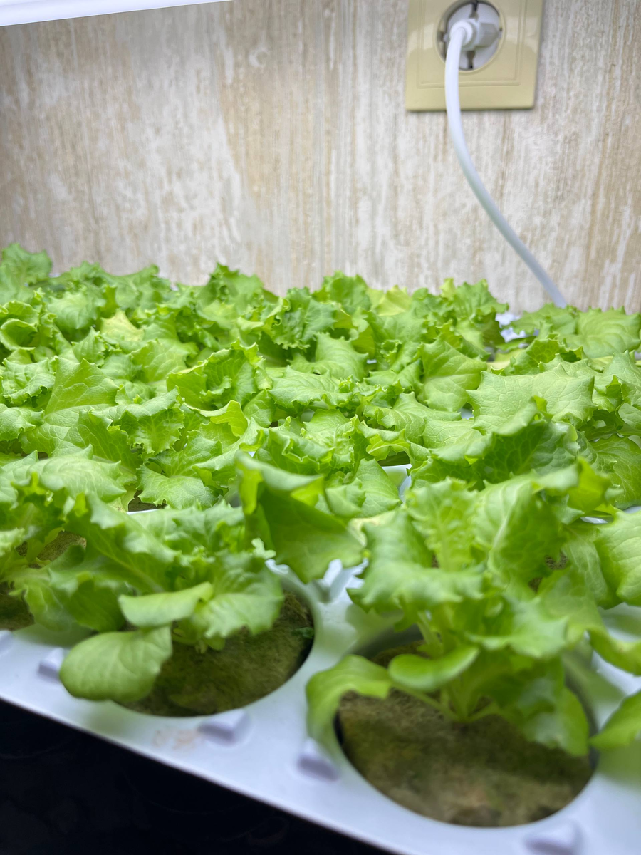 Салат "Кучерявец Одесский"