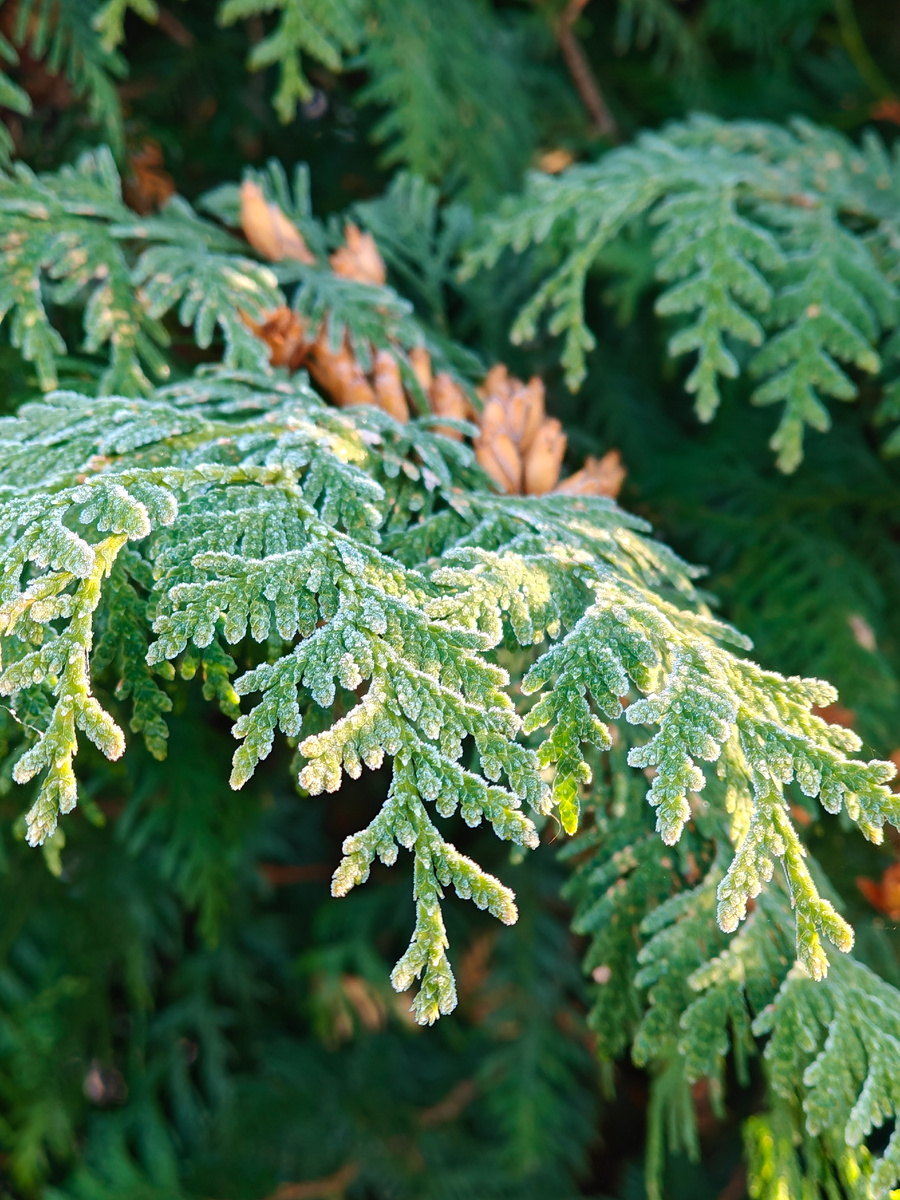 Ночью был мороз. 