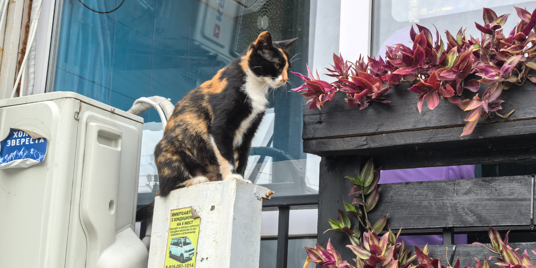 Лермонтово. Море, полное разочарования.