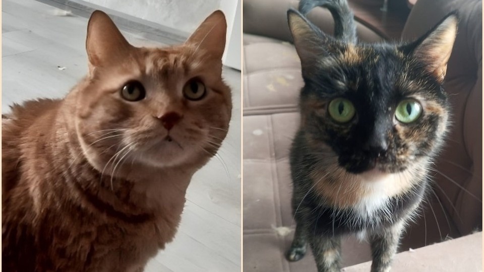 «Если что, не бросай моих котеек!»: последняя просьба погибшего бойца, ее исполнил товарищ, но растоптала наследница