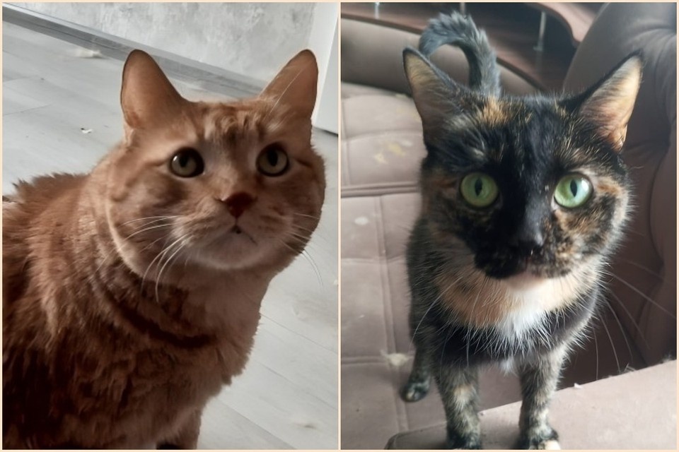    После гибели хозяина на СВО его питомцы осиротели. Фото: предоставлено приютом "Золотое сердце".