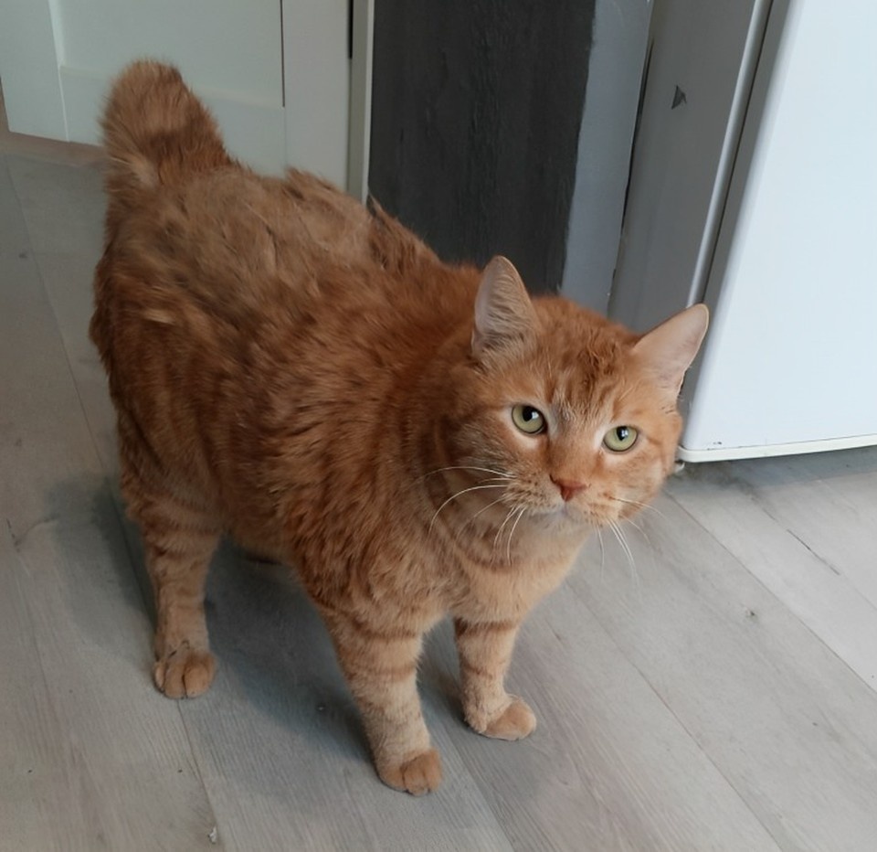    Когда-то Евгений спас рыжего кота и забрал себе, назвал Баксом. Фото: предоставлено приютом "Золотое сердце".