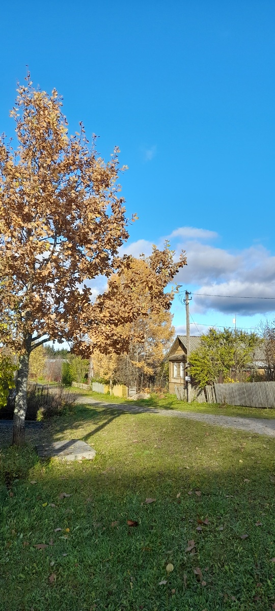 Под конец Золотой осени, в пору листопада так приятно прогуляться по окрестностям!