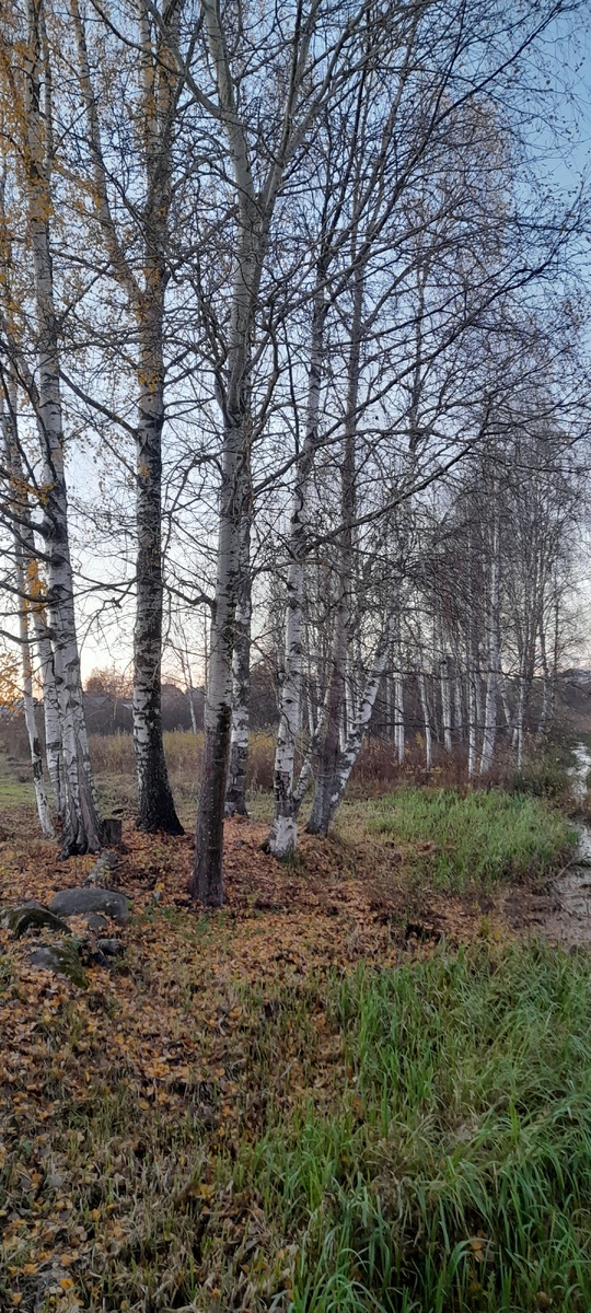 Многие деревья уже успели сбросить свой наряд но всё равно смотрелись замечательно!)