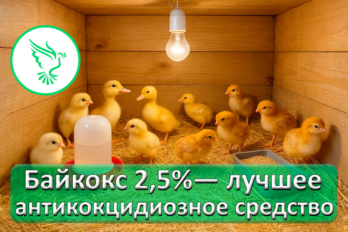 Байкокс против кокцидиоза