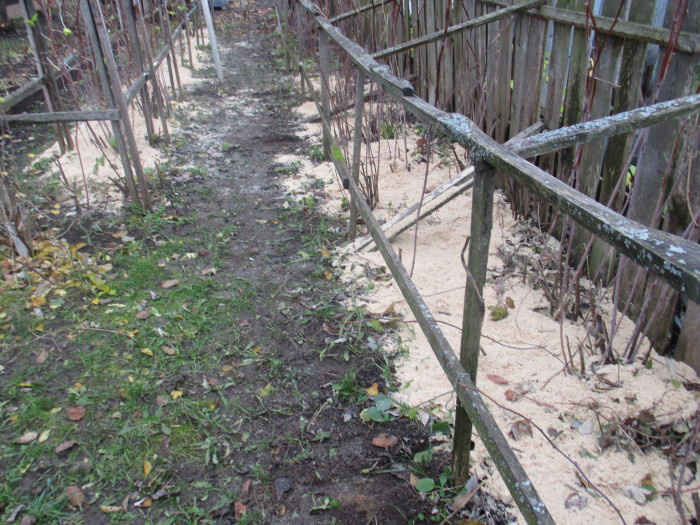 Что любит малина: осенние работы в малиннике