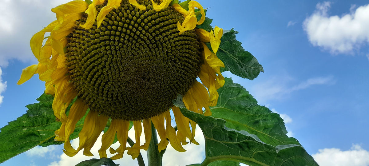 Мой подсолнух