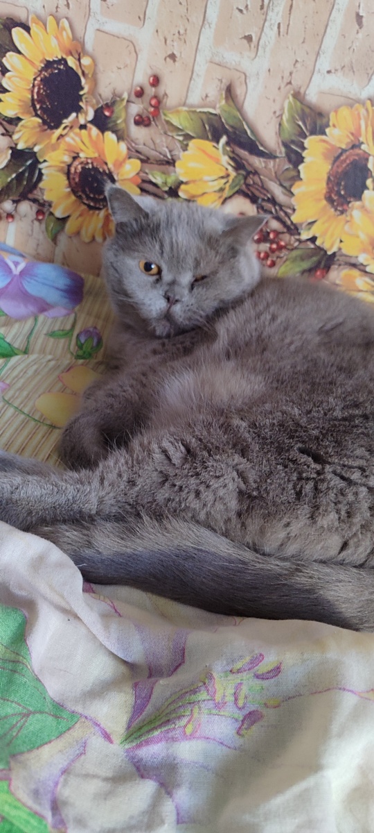 Старший по квартире