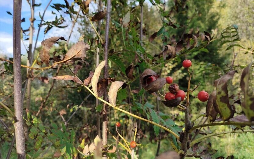    Погода в Ижевске на день: 20 октября ждем переменную облачность и до +6°С