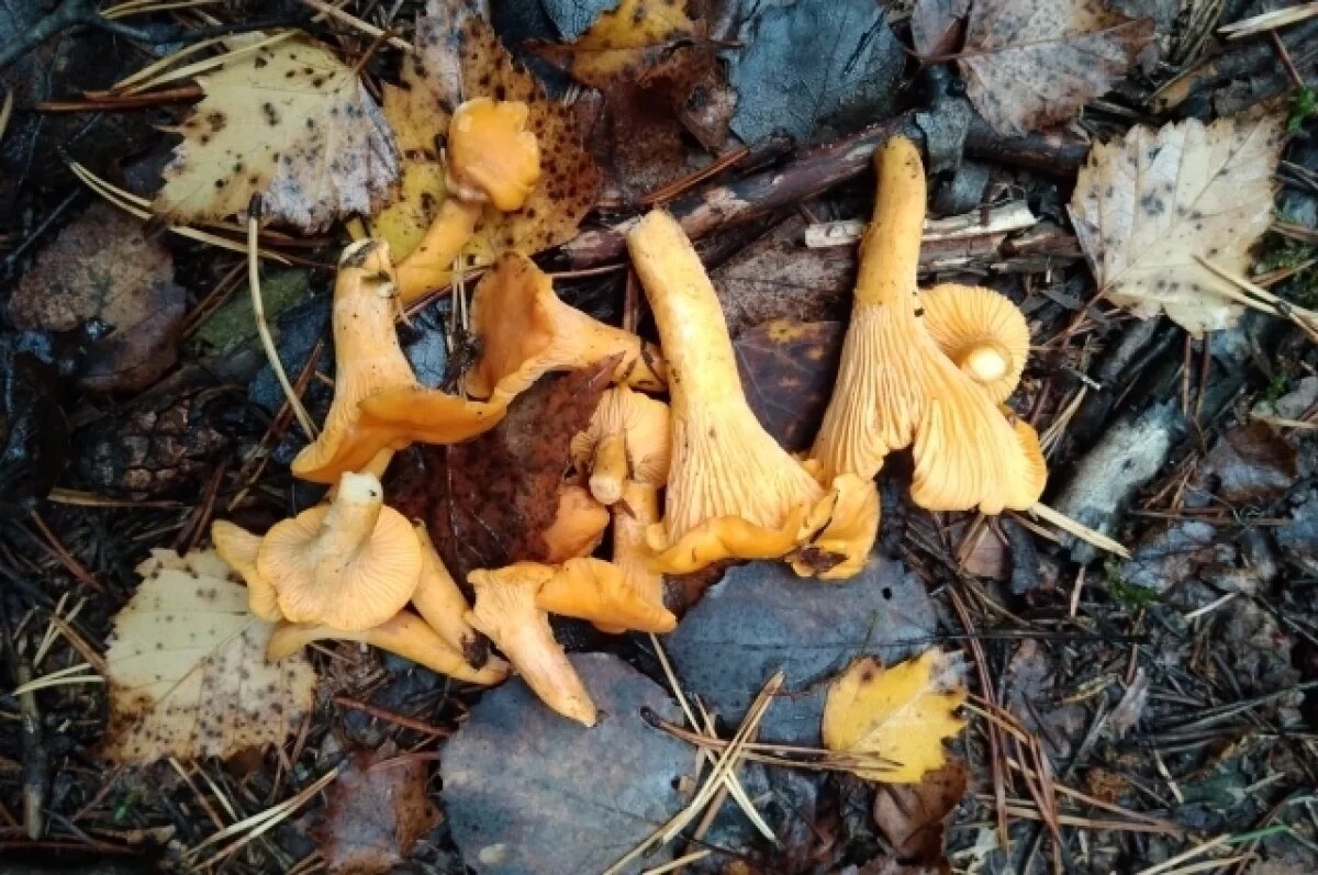    Тверские грибники рассказали, какие грибы можно собрать поздней осенью