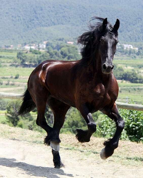 Александр Криничанский