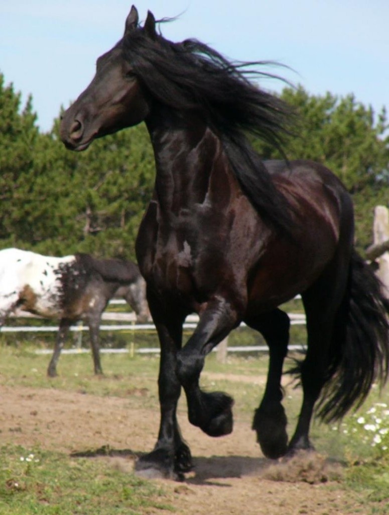 Александр Криничанский