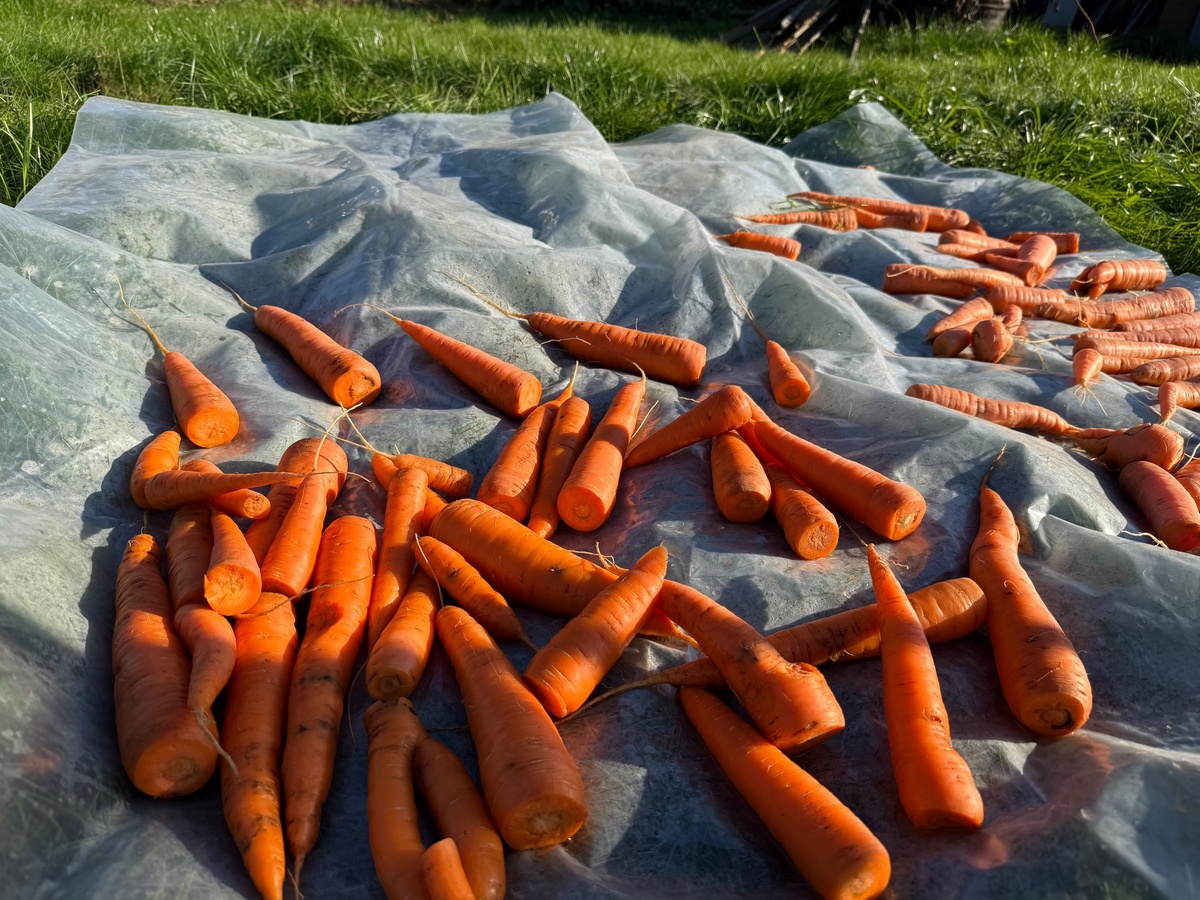    Морковь храню всю зиму по совету бабушки из деревни: свежая и сочная - до 8 месяцев без погреба