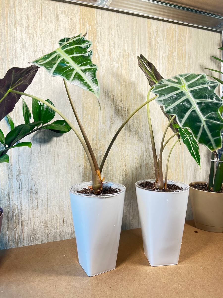 Алоказии Полли в новых горшках на фитиле
