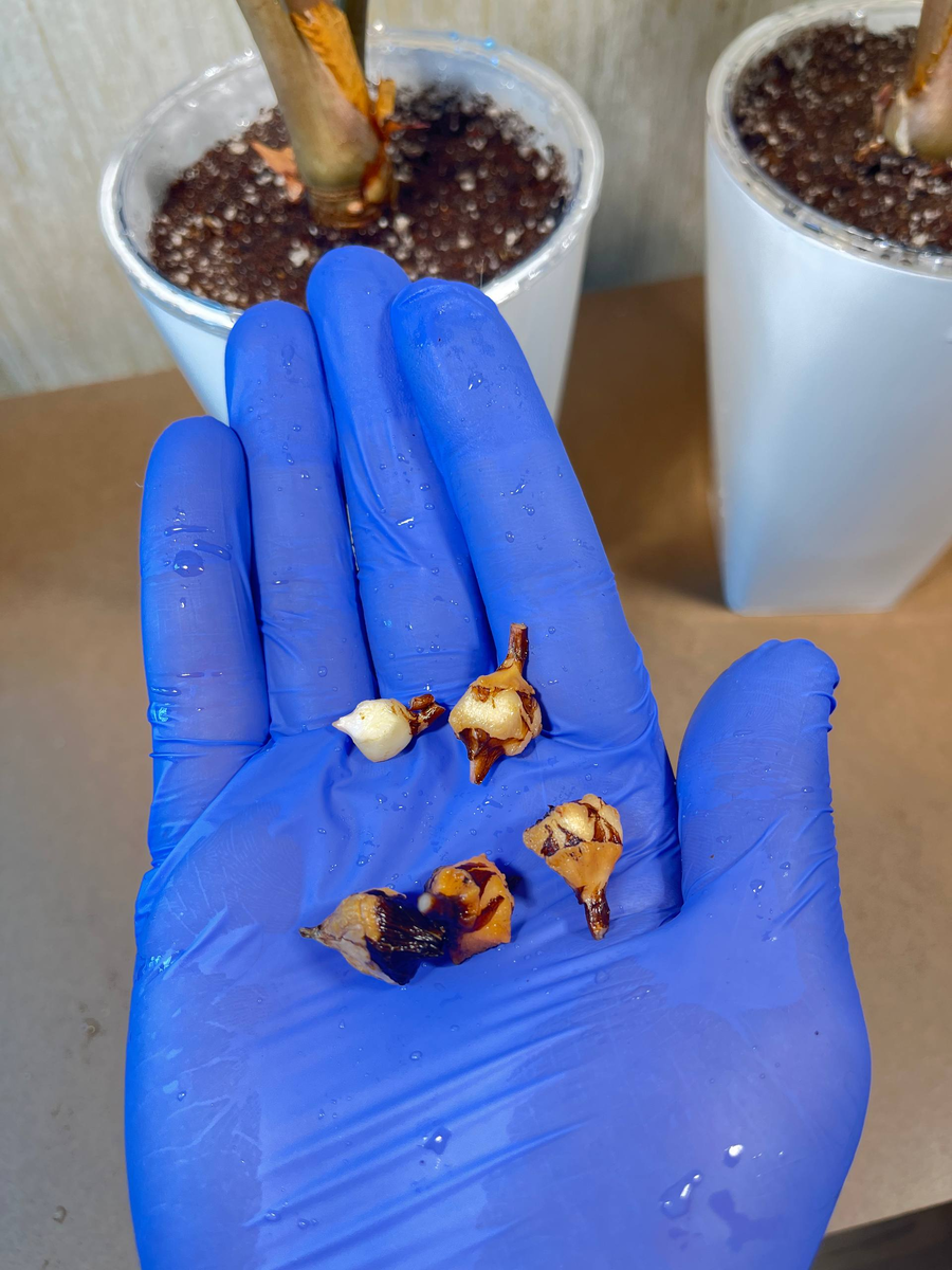 Дети Алоказий 