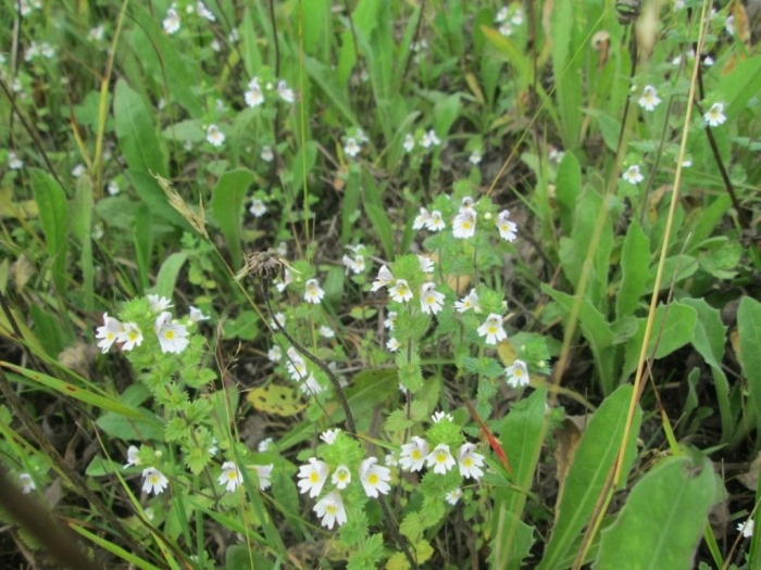 Цветёт очанка коротковолосистая (фото из архива автора)