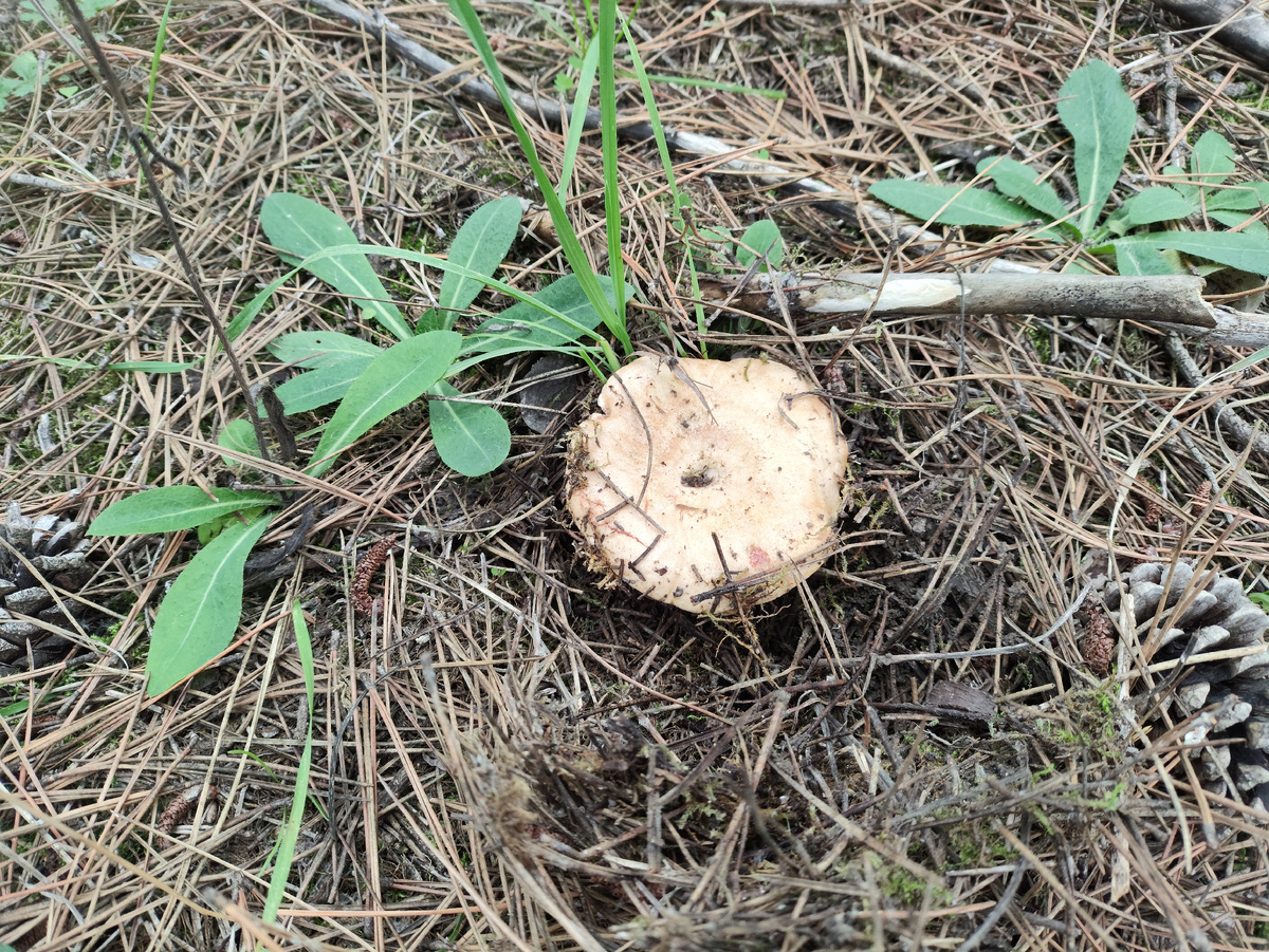 Первый рыжик