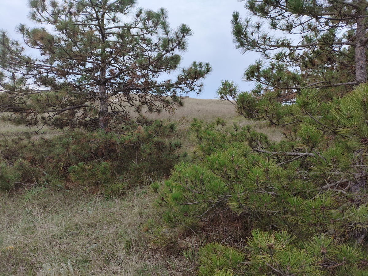 Отдельные лохматые сосны