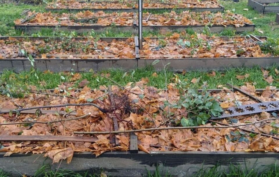 Грядки под зиму: секреты укрытия растений для идеальной зимовки