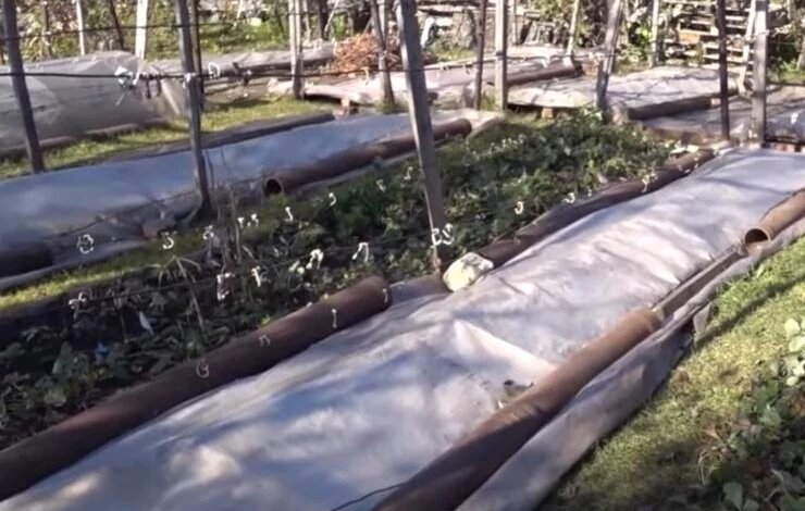 Грядки под зиму: секреты укрытия растений для идеальной зимовки