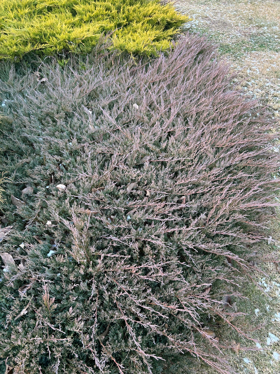 Фиолетовый оттенок хвои Андорра компакта. Фото мой второй сад. 