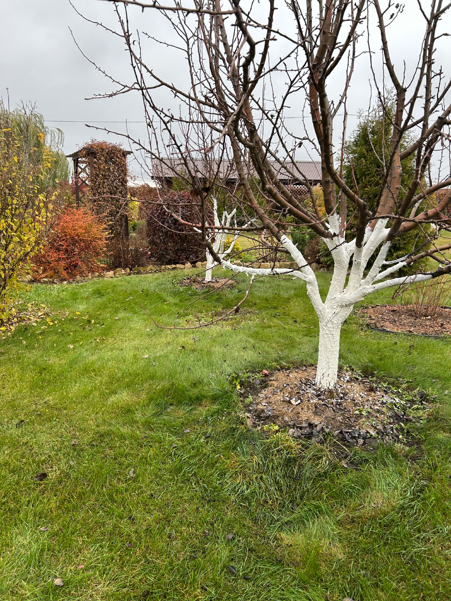 Как же опрятно выглядят побеленные деревья. Фото Мой второй сад